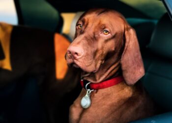 Este verano viaja con tu mascota de forma segura  350x250 - Noticias